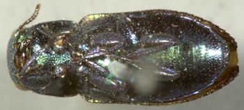 Media type: image;   Entomology 33798 Aspect: habitus ventral view